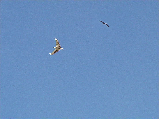 Rick's Opterra flying wing soaring with an eagle over the Golden Eagles site!